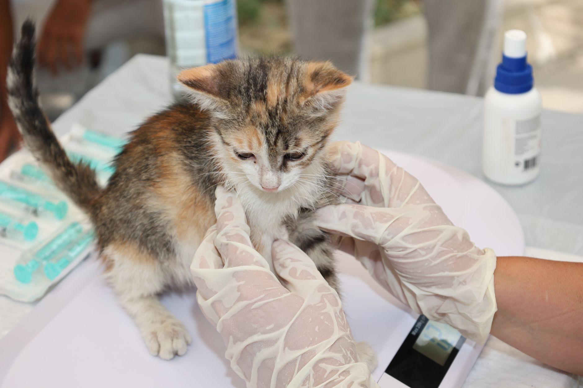 طبيب بيطري يفحص قطة صغيرة أثناء الكشف